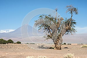 Old tree front of Volcano Licancabur, Atacama