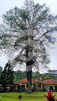 Old Tree in The Front Yard