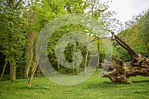 An old tree in the green