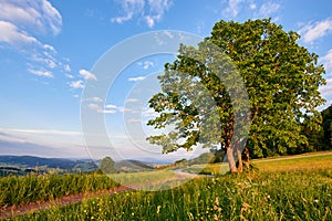 Old tree on green field, Poland