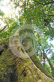 The old tree in a green forest