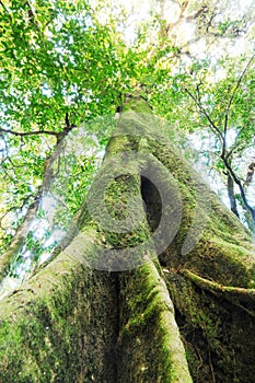 The old tree in a green forest