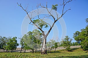 Old tree and green grass under blue skies