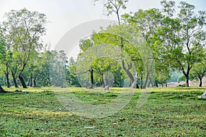 Old tree and green grass under blue skies