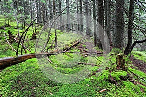 Old tree and green moss in forest