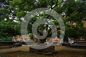 old tree with green spring leave