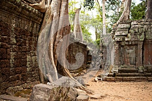 Old tree growing on the stone wall at the Cambodian temple Ta Prom