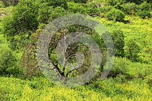 Old tree grows on the hill among the blooming meadow of yellow wildflowers