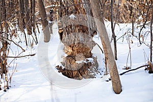Old tree grows in winter forest. Close-up of tree trunk with marks from beaver teeth and covered with snow, young trees