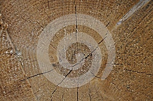 Old tree with growth rings