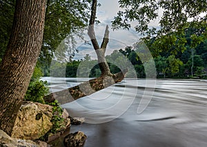 Old Tree Hangs over French Broad River