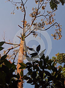 an old tree that has fond memories