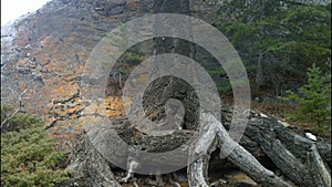 Old tree on hillside, Banff National Park, Alberta, Canada