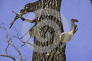 Old tree with hollow bird and tree mushrooms . Fungus on Decaying Wood. Mushroom  names tinder fungus, tinder conk, tinder