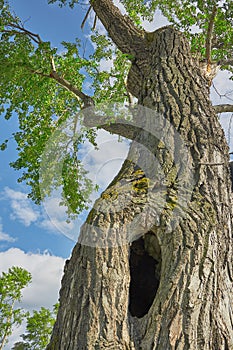 Old tree with a hollow