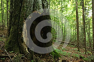 Old tree with hollow in forest. Space for text