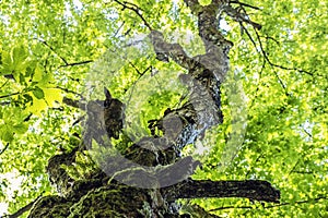 Old tree, Hrb hill, Vepor mountains, Polana, Slovakia