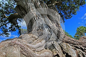 Old Tree