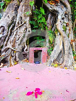 An old tree in india village area.