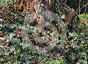 Old tree with ivy near Djetinja river
