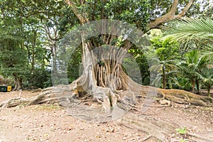 An old tree in Ponta Delgada on the island of Sao Miguel, Portugal photo