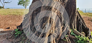 An old tree in kerala kannur fort