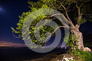 Old Tree by the Lake