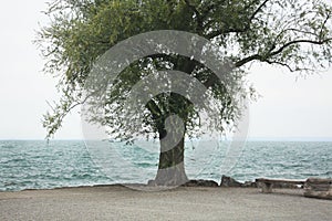 Old tree on the lake coast in Switzerland.