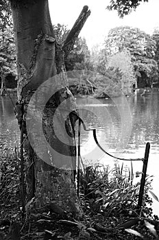 Old Tree by a lake - Ilford FP4 Plus B&W Film photo