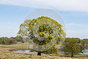 Old tree by a lake
