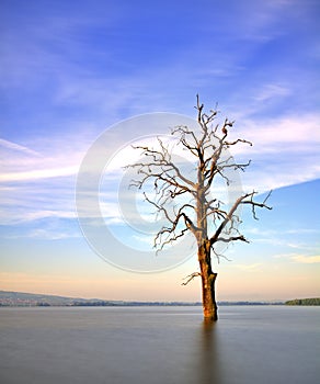 Vecchio un albero sul alba 