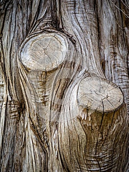 An old tree in Lake Texoma, Texas