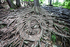 Old tree with large spreading roots