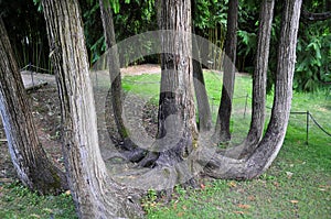 Old tree - Lawson Cypress photo