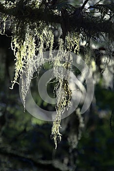 Old tree with lichen