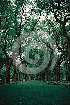 old tree many branches in the garden