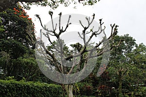 Old tree in the middle of a garden with cloudy sky.