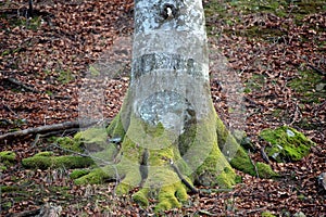 Old tree with moss