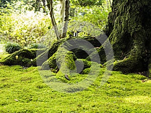 Old tree with moss