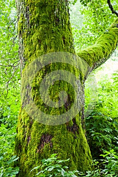 Old tree with moss in forest