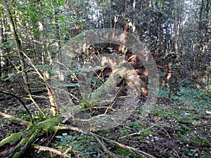 Old tree with moss in forest, Lithuania