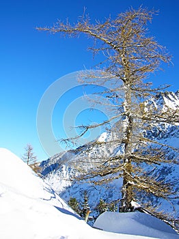 Old Tree on a mountain slopes lit by the Sun