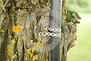 Old tree with nailed urban pipe, in which hidden wires electricity. the concept of convenience to people and death to