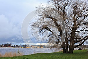 Old tree near industrial area of Parnu bay