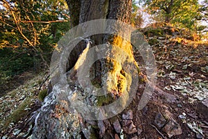 Starý strom u Jelenské skály v Štiavnických vrších