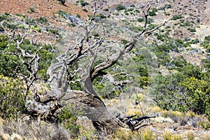 Old tree near the observatory