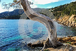 Old Tree Near the Seashore.