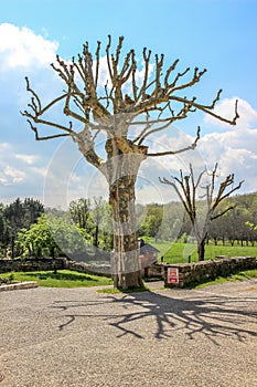 Old Tree, Nespouls, Correze, Limousin, France