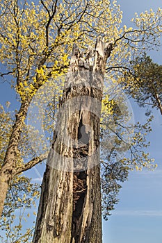 Old tree with nest photo