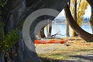 A old tree and orenge colour boat